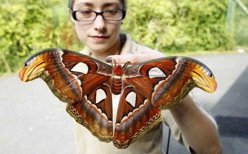 najväčší motýľ