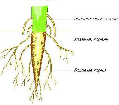 koreňová štruktúra fazuľovej výhonky