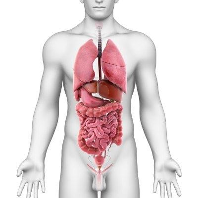 anatómia vnútorných orgánov